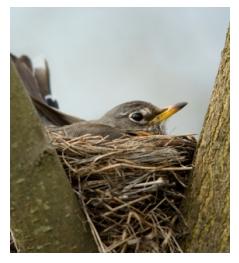 Mother Robin on her nest