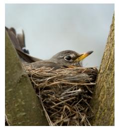 North American Robin in nest in spring