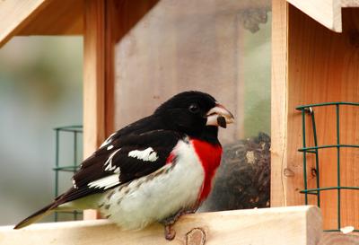 Rose Breasted Grosbeak