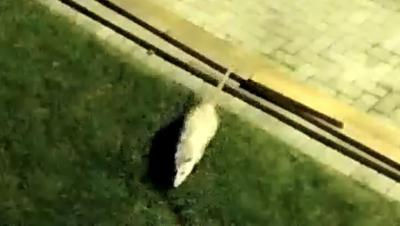 Opossum in Scarborough, Ontario during winter