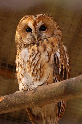 Short Eared Owl