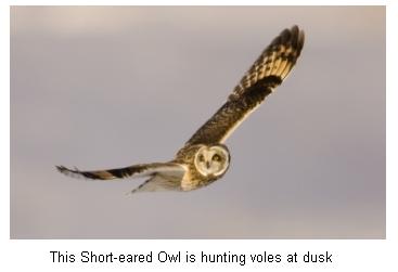 Short Eared Owl in flight with outstretched wings hunting Voles at dusk