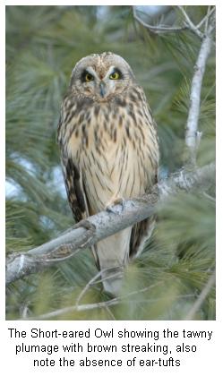 Short Eared Owl on a branch of an evergreen tree