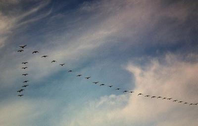 Canada Geese in flight - widespread in Ontario
