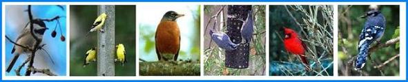 Backyard Birds - Chickadee, American Goldfinch, American Robin, Nuthatches, Cardinal, Blue Jay