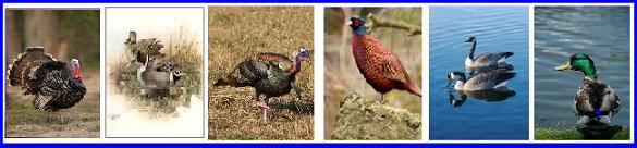 Ontario Game Birds such as the wild turkey, pheasant, Canada Goose and wild Mallard