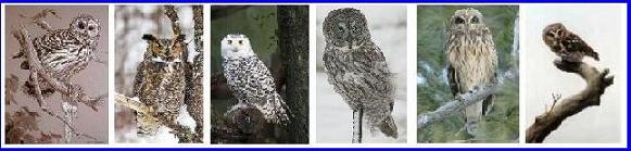 Six Owls of Ontario including the Great Horned Owl, Snowy Owl, Great Grey Owl