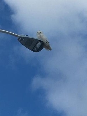 Snowy Owl at Costco, Grimsby