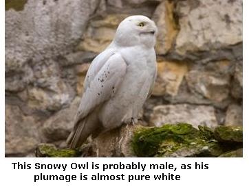 Male Snowy Owl showing white plumage