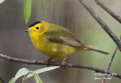 Wilson's Warbler