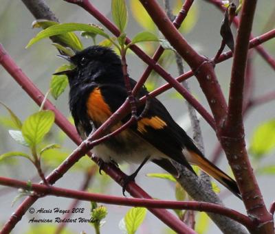 American Redstart Warbler