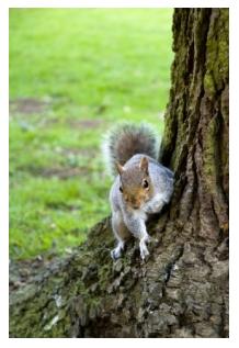 Canadian grey squirrel on a tree