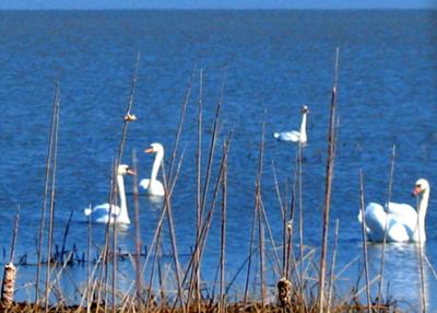 Swans at Long Point, Ontario