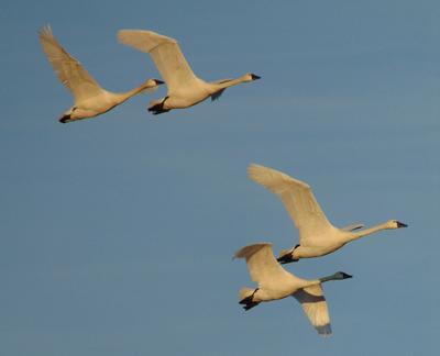 Tundras in flight, Ontario