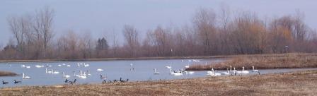 Many Tundra Swans, Spring migration in Aylmer, Ontario