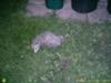 Possums In Peel!!