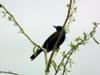 Grackle