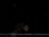 Possum in the night