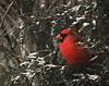 Cardinal seeking a bit of shelter