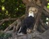 Bald Eagle in tree