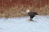 Bald Eagle on the Maitland