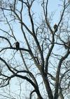 Bald Eagle Beauties 