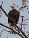 Bald Eagle sighted near Strathroy 