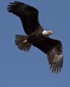 Bald Eagle in flight, London, Ontario