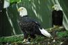 Bald Eagles