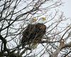 Pair of Bald Eagles in Niagara on the Lake