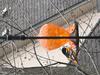 Baltimore Oriole enjoying a drink