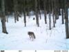 One of 3 wolves on our trail last winter