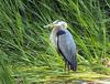 Big Blue Heron