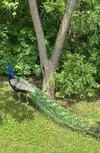 Peacock seen in Brampton Ontario