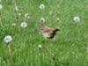 Brown Thrasher