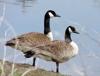 Canada Geese in Georgetown