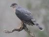 Cooper's Hawk 