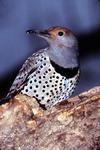 Northern Flicker