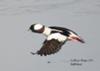 Bufflehead