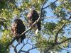Two Bald Eagles in a tree, St Marys, Ontario