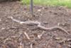 Eastern Milk Snake
