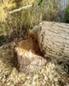 Beaver activity?