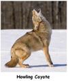 Coyote Howling