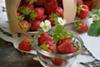 Strawberries fresh from the garden