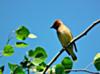 Cedar Waxwing