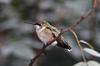 Female Ruby Throated Hummingbird
