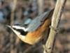 Nuthatch
