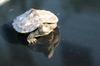 Juvenile Map Turtle