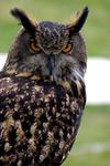 Great Horned Owl