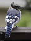 Blue Jay